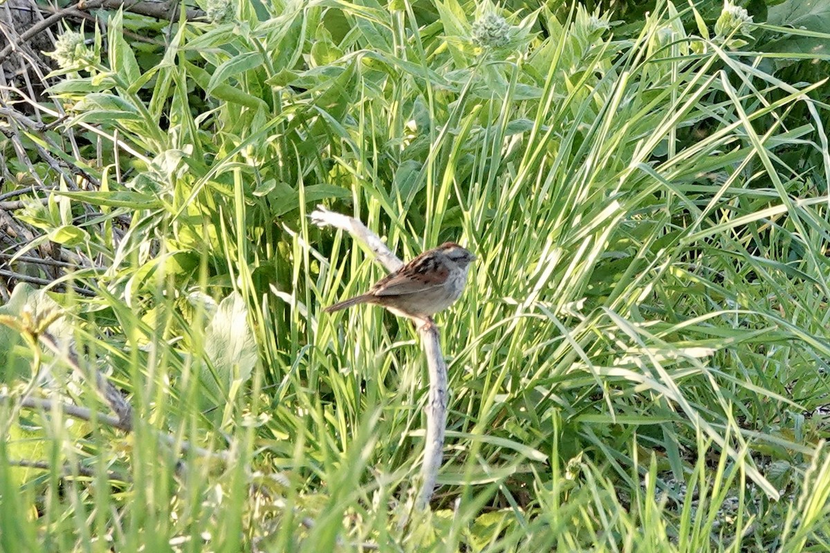 Swamp Sparrow - ML619720359