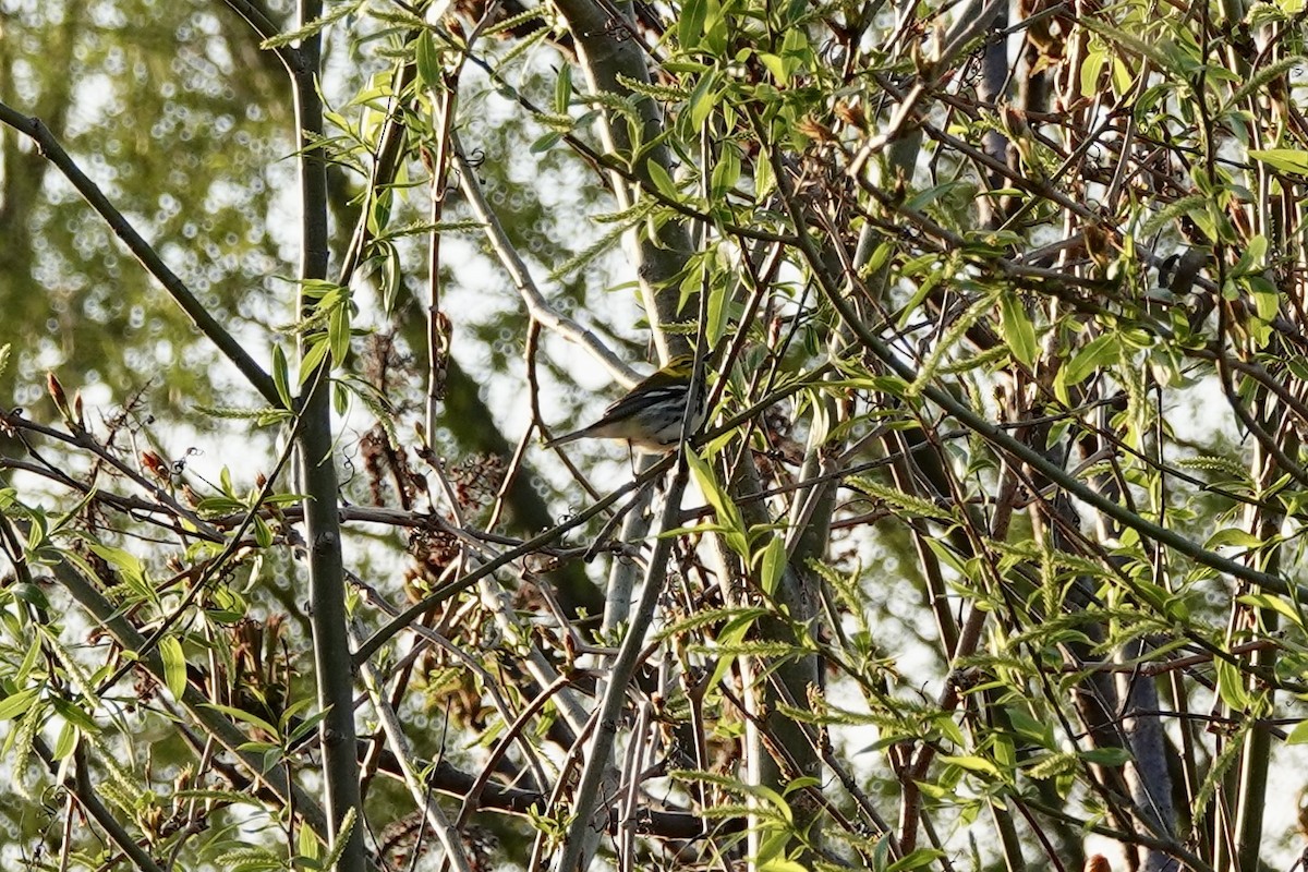 Black-throated Green Warbler - ML619720391