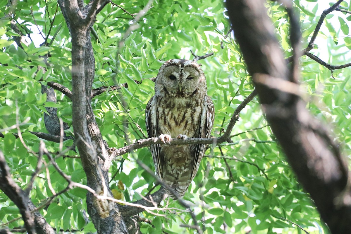 Himalayan Owl - ML619720406