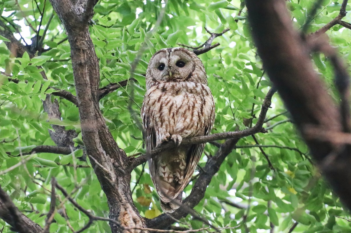 Himalayan Owl - ML619720418