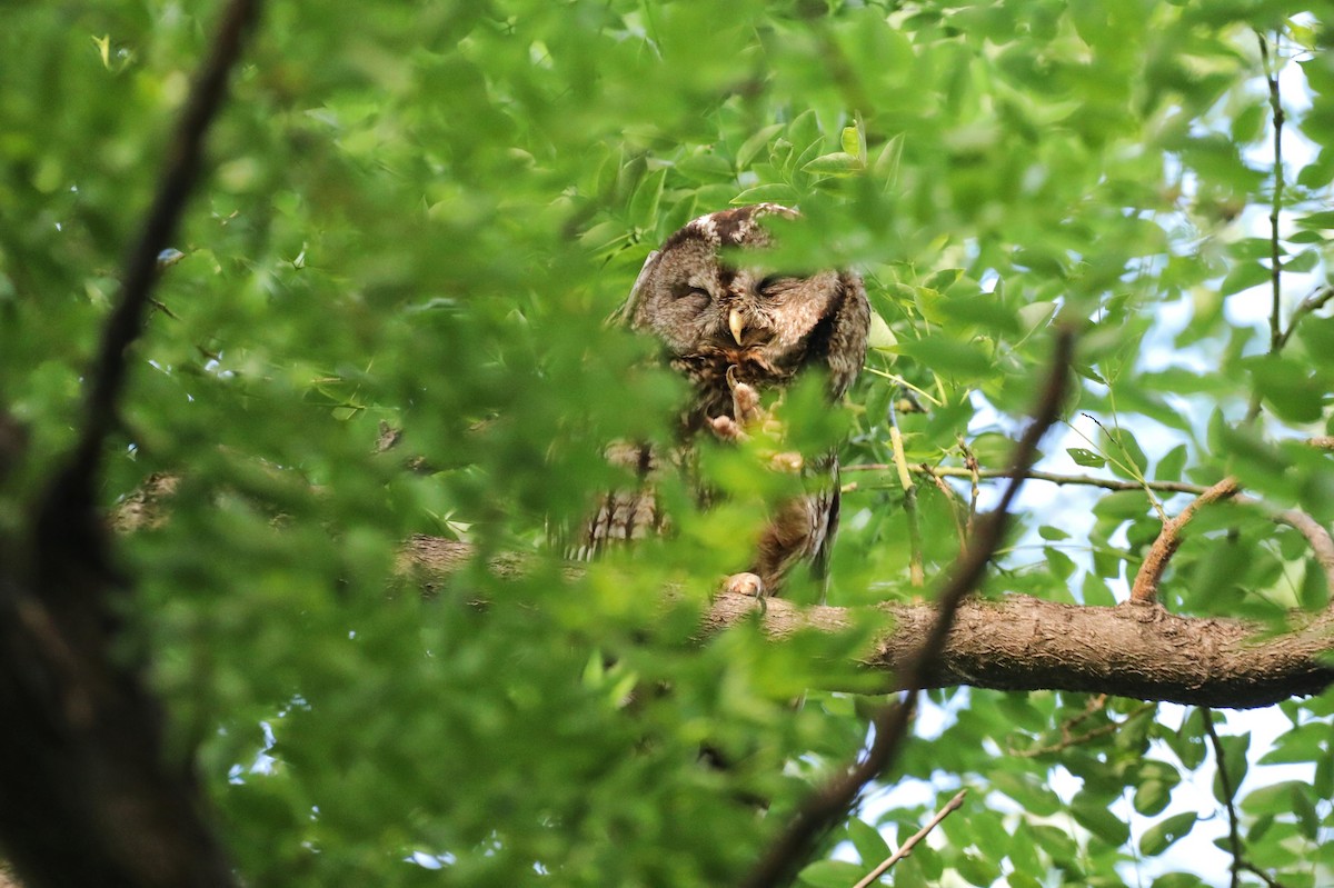 Himalayan Owl - ML619720421