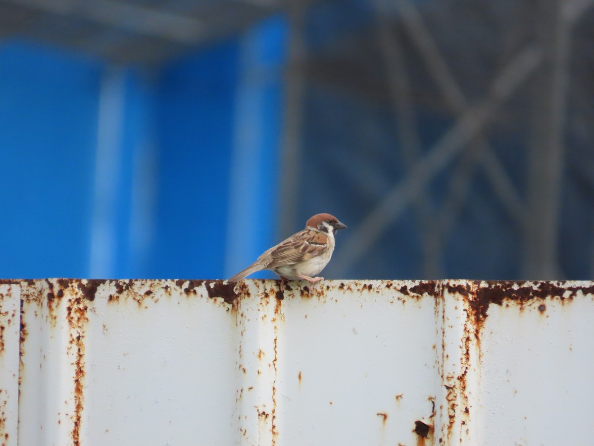 Eurasian Tree Sparrow - ML619720428