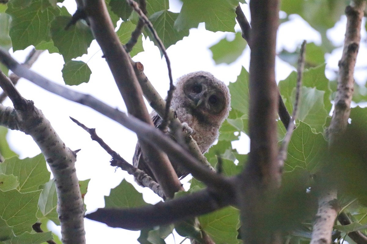 Himalayan Owl - ML619720440