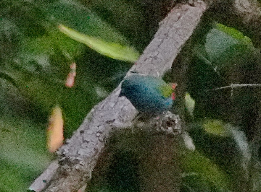 Tricolored Parrotfinch - ML619720447