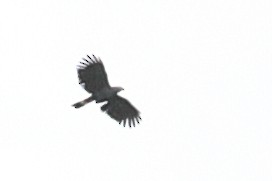 Чёрный хохлатый орёл - ML619720450