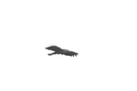 Чёрный хохлатый орёл - ML619720451