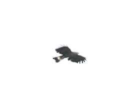 Águila Negra - ML619720452