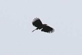 Чёрный хохлатый орёл - ML619720453