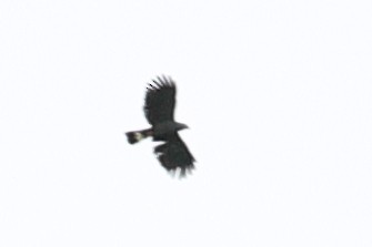 Чёрный хохлатый орёл - ML619720454