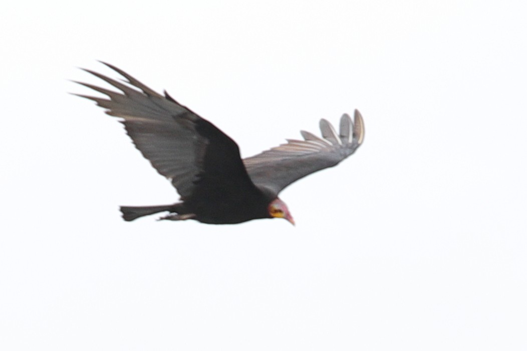 Greater Yellow-headed Vulture - ML619720488