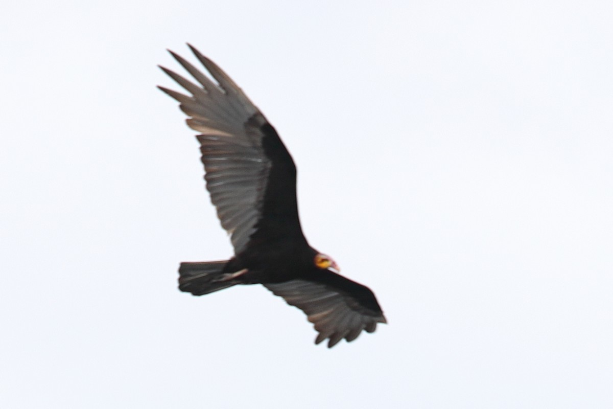 Greater Yellow-headed Vulture - ML619720489