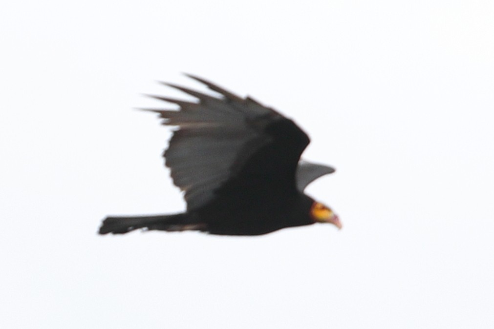 Greater Yellow-headed Vulture - ML619720490
