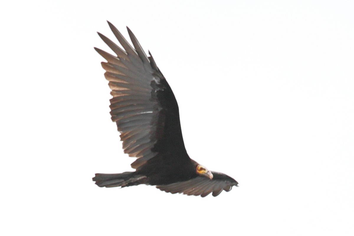 Greater Yellow-headed Vulture - ML619720491