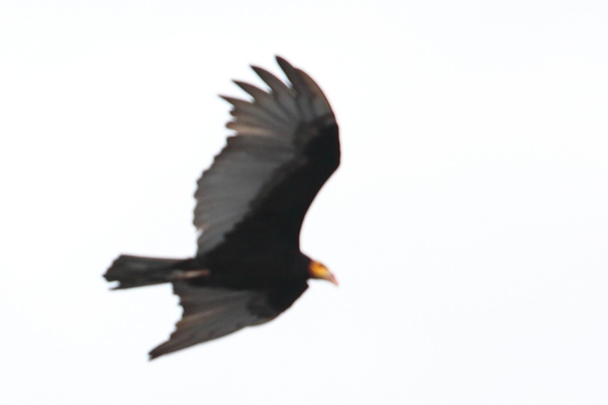 Greater Yellow-headed Vulture - ML619720492