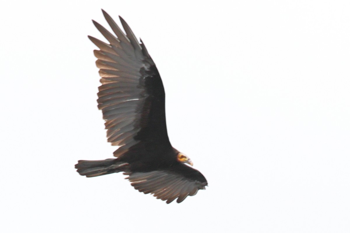 Greater Yellow-headed Vulture - ML619720493