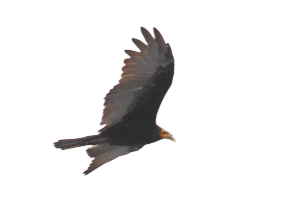 Greater Yellow-headed Vulture - ML619720495