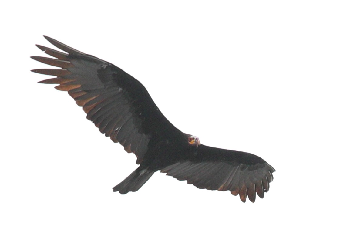 Greater Yellow-headed Vulture - ML619720496