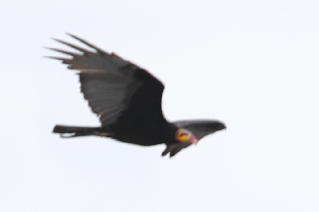 Greater Yellow-headed Vulture - ML619720498
