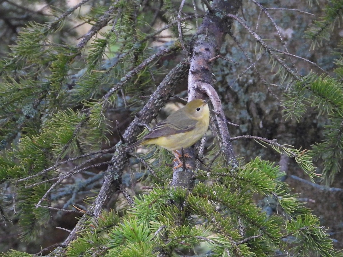Yellow Warbler (Northern) - ML619720500