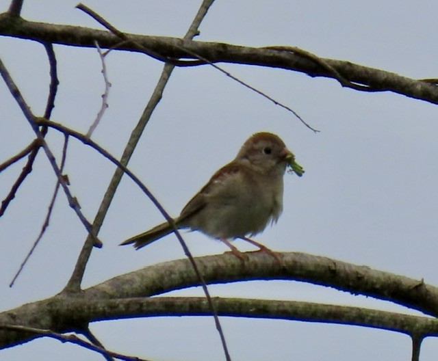 Field Sparrow - ML619720510