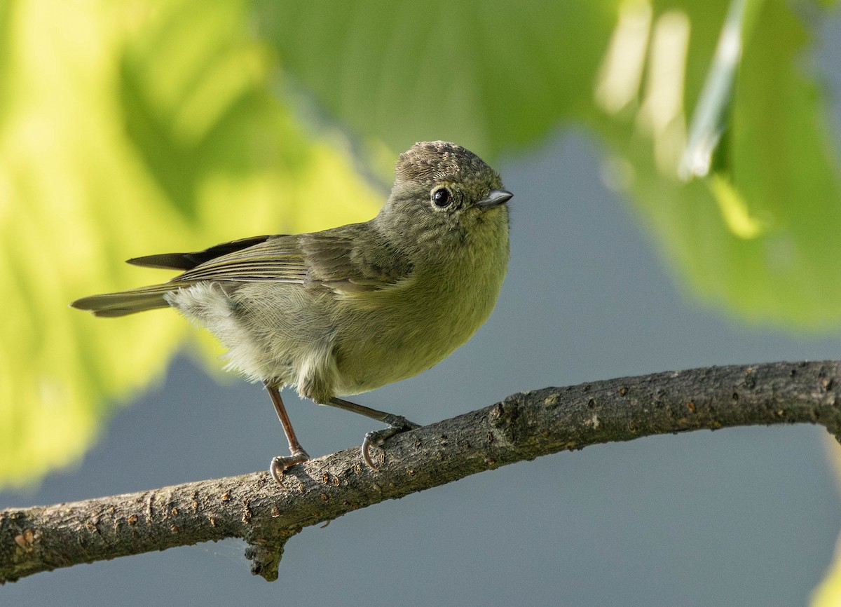Yellow-browed Tit - ML619720527