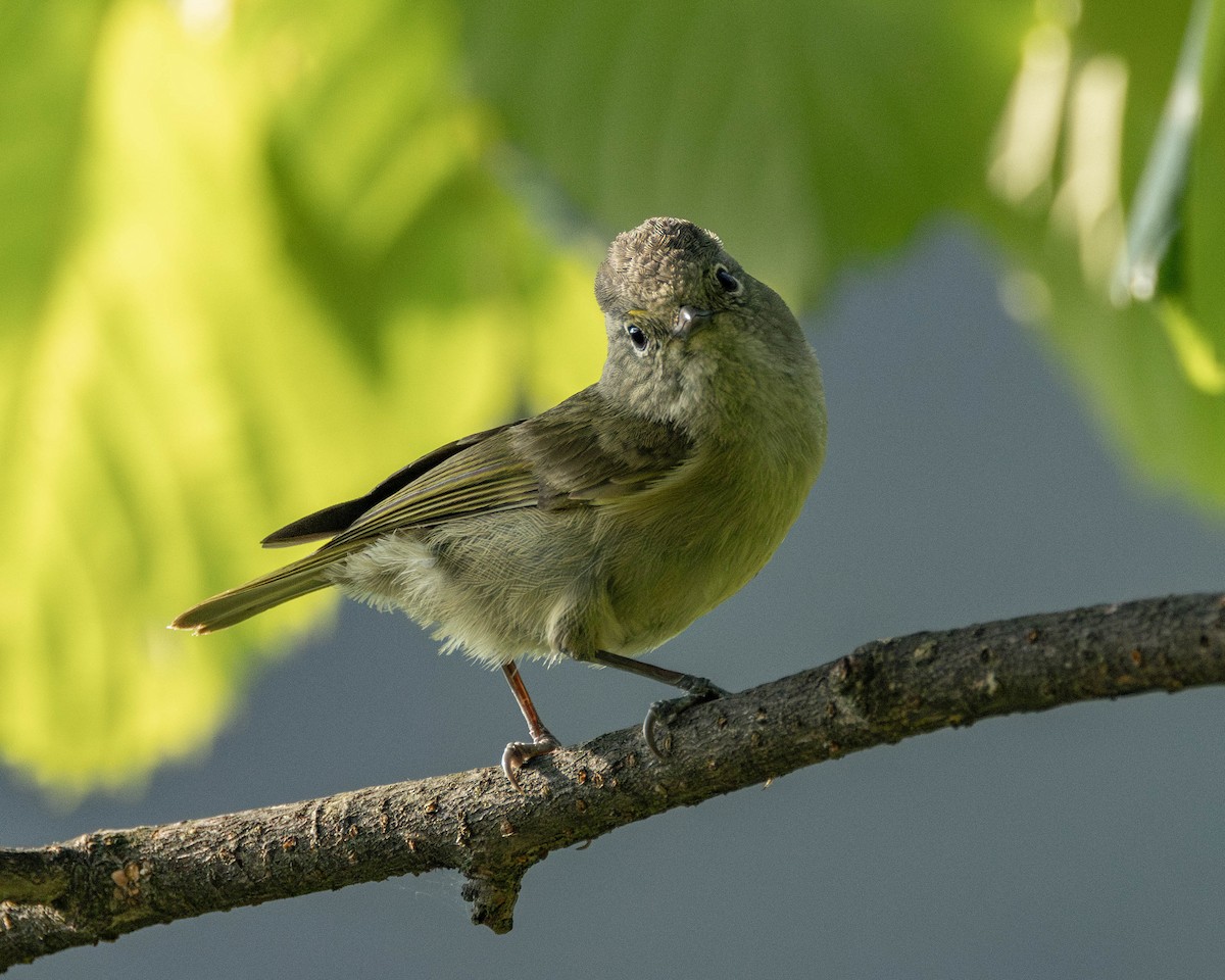Yellow-browed Tit - ML619720528