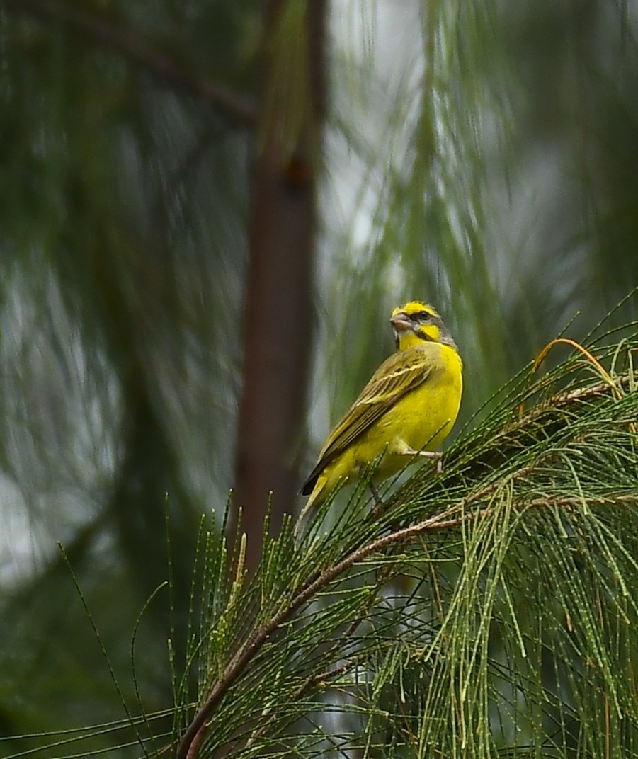 Yellow-fronted Canary - ML619720533