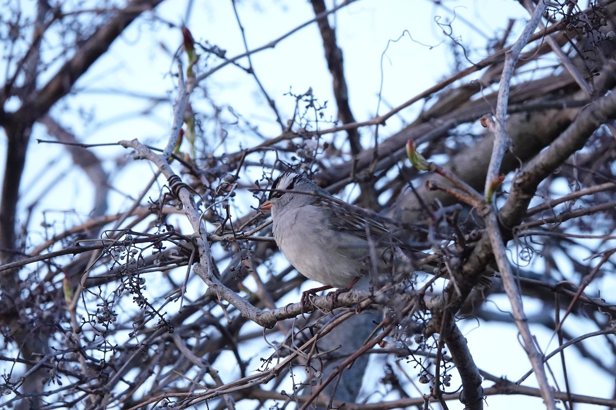 White-crowned Sparrow - ML619720537