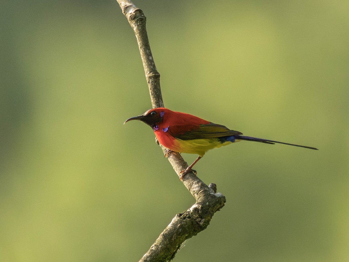 Mrs. Gould's Sunbird - ML619720542