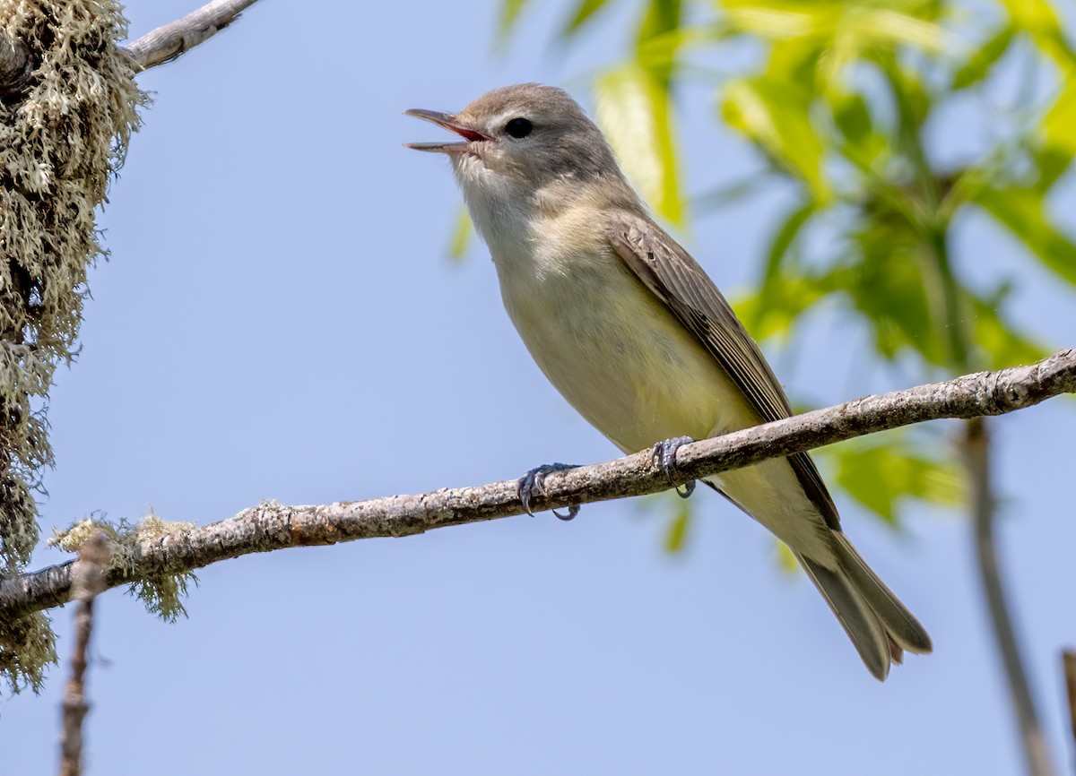 Warbling Vireo - ML619720543