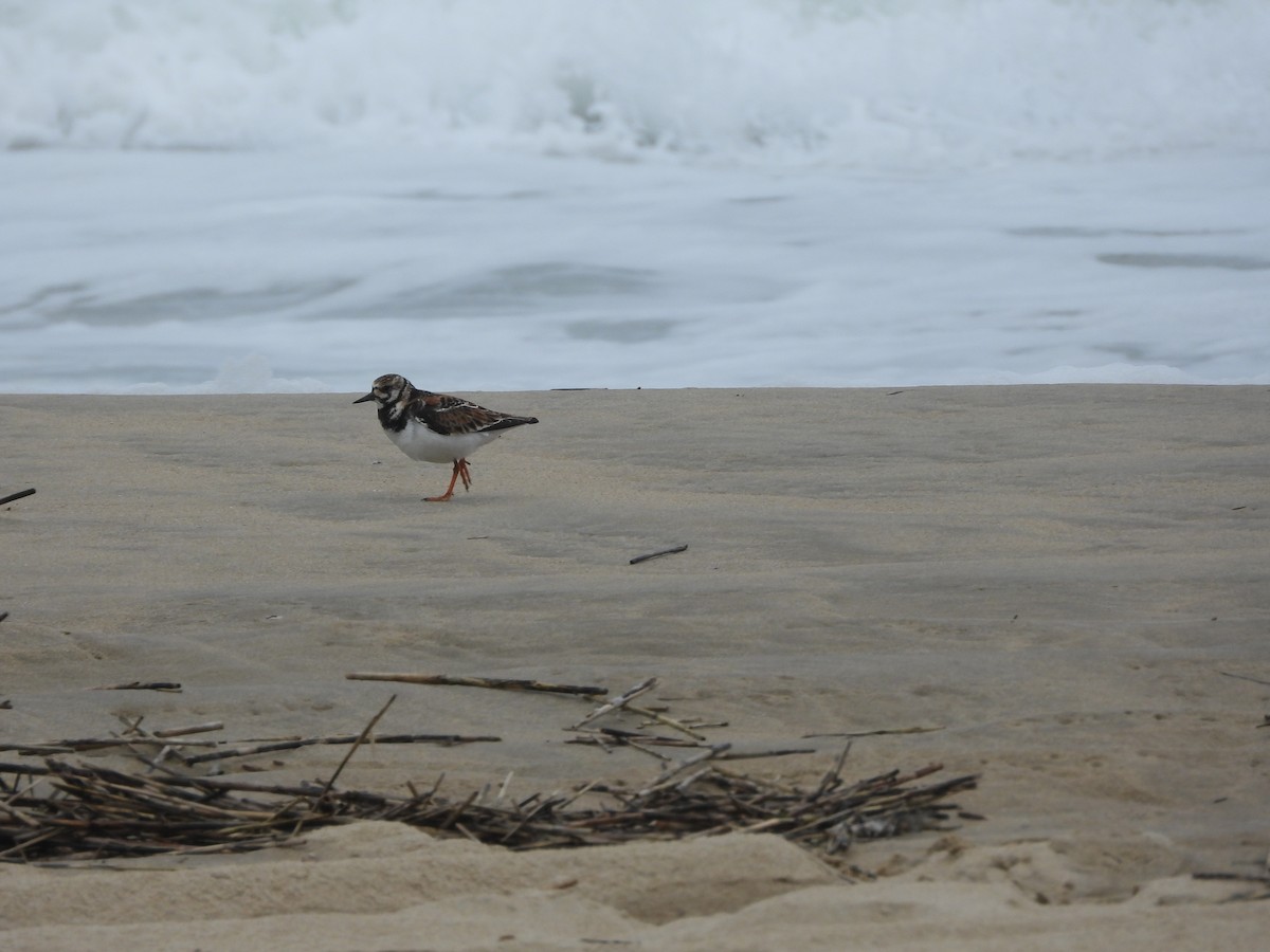 Ruddy Turnstone - ML619720548