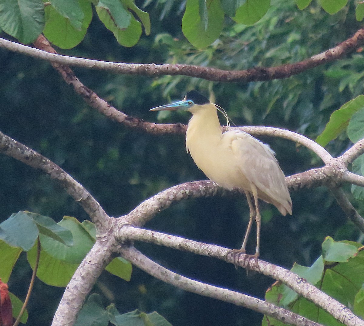 Capped Heron - ML619720550