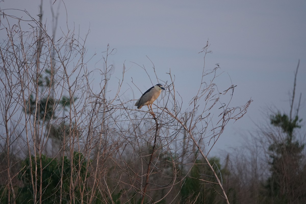 Black-crowned Night Heron - ML619720551