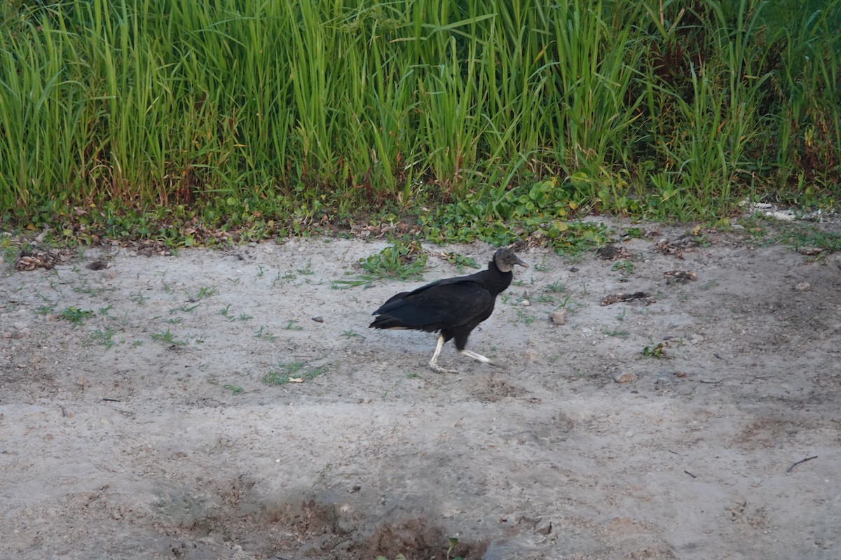 Black Vulture - ML619720560