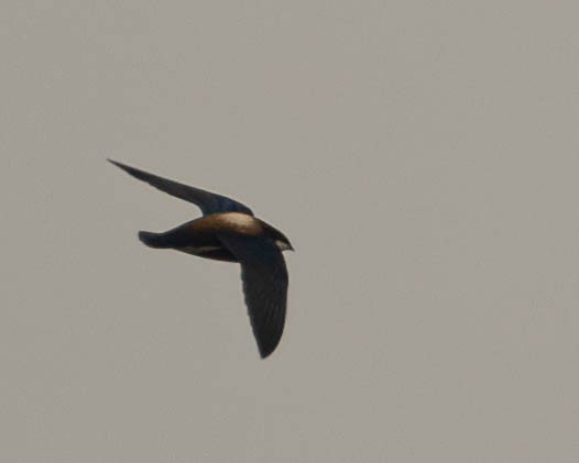 White-throated Needletail - ML619720561