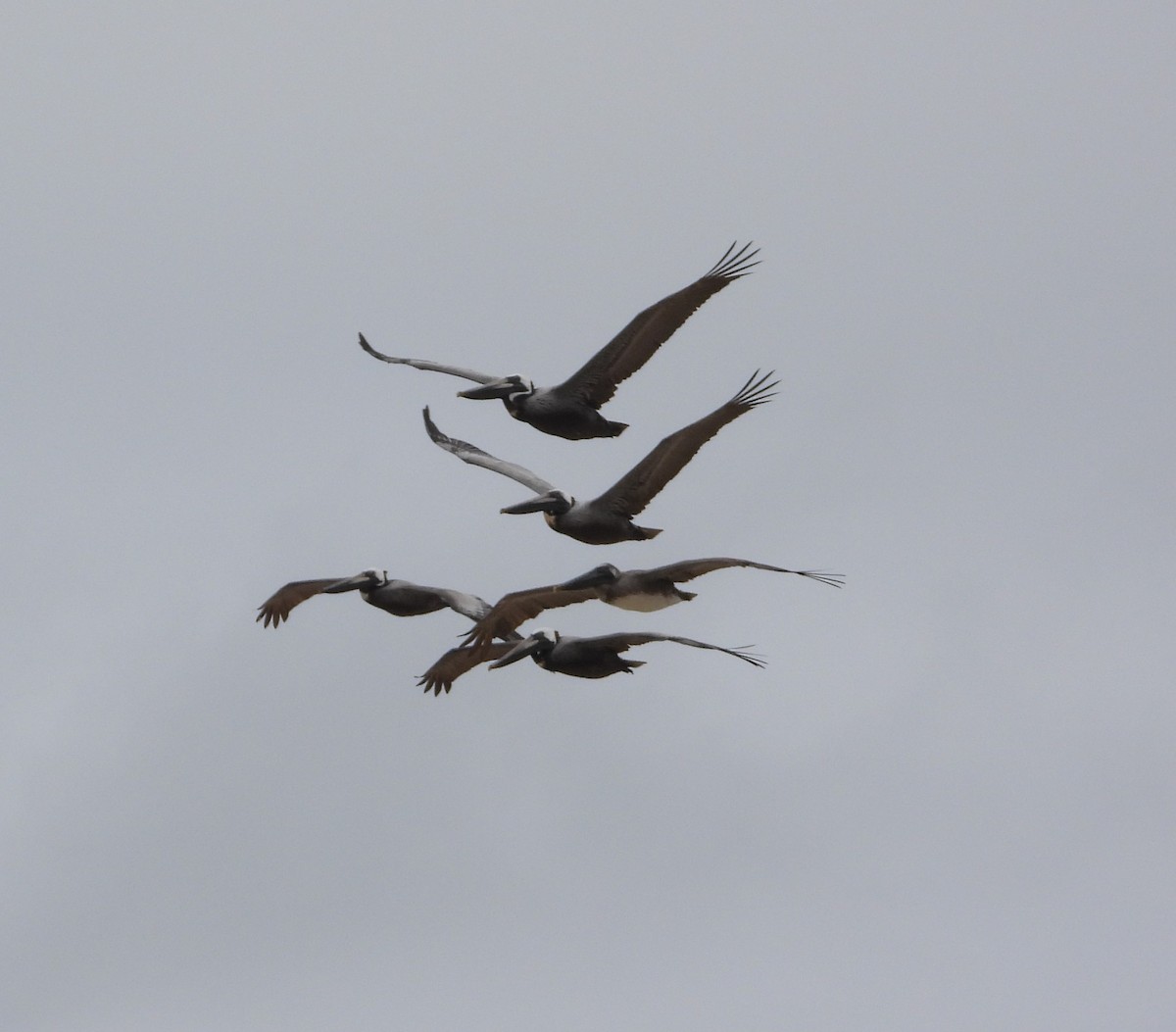 Brown Pelican - ML619720562