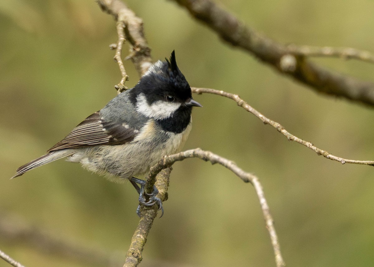 Coal Tit - ML619720565