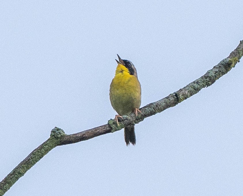 Common Yellowthroat - ML619720568