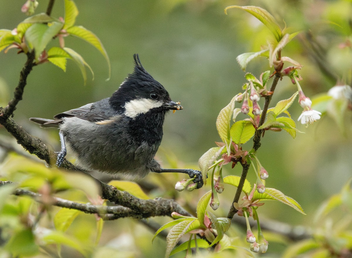 Rufous-vented Tit - ML619720570