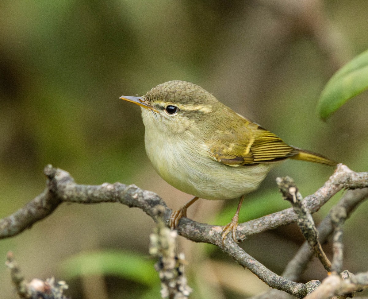 Buff-barred Warbler - ML619720572