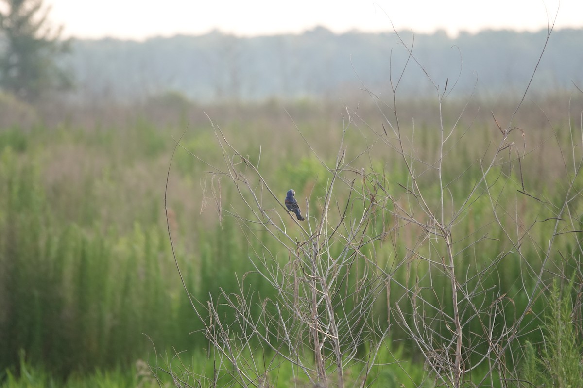 Passerin indigo - ML619720574