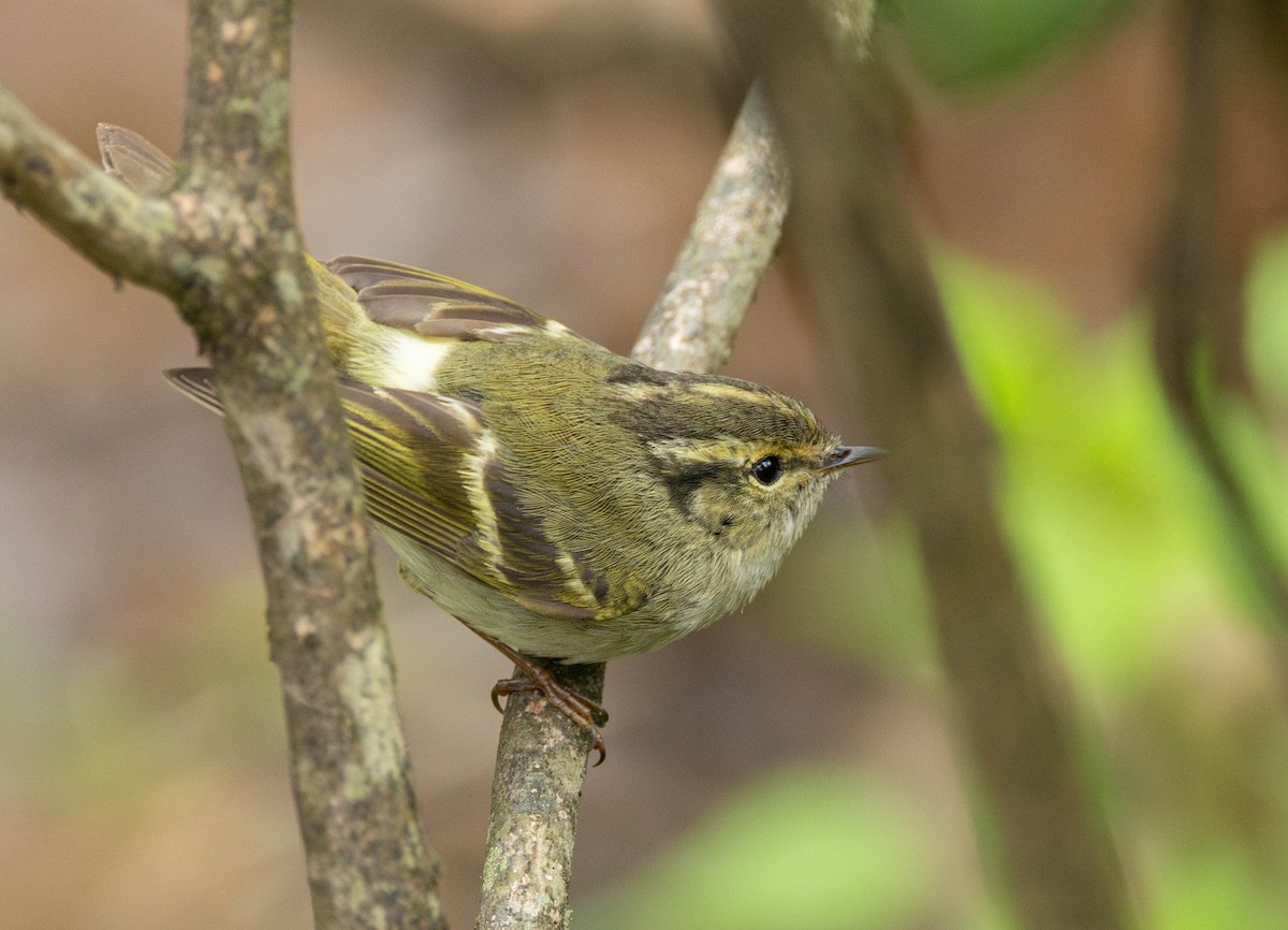 Sichuan Leaf Warbler - ML619720575