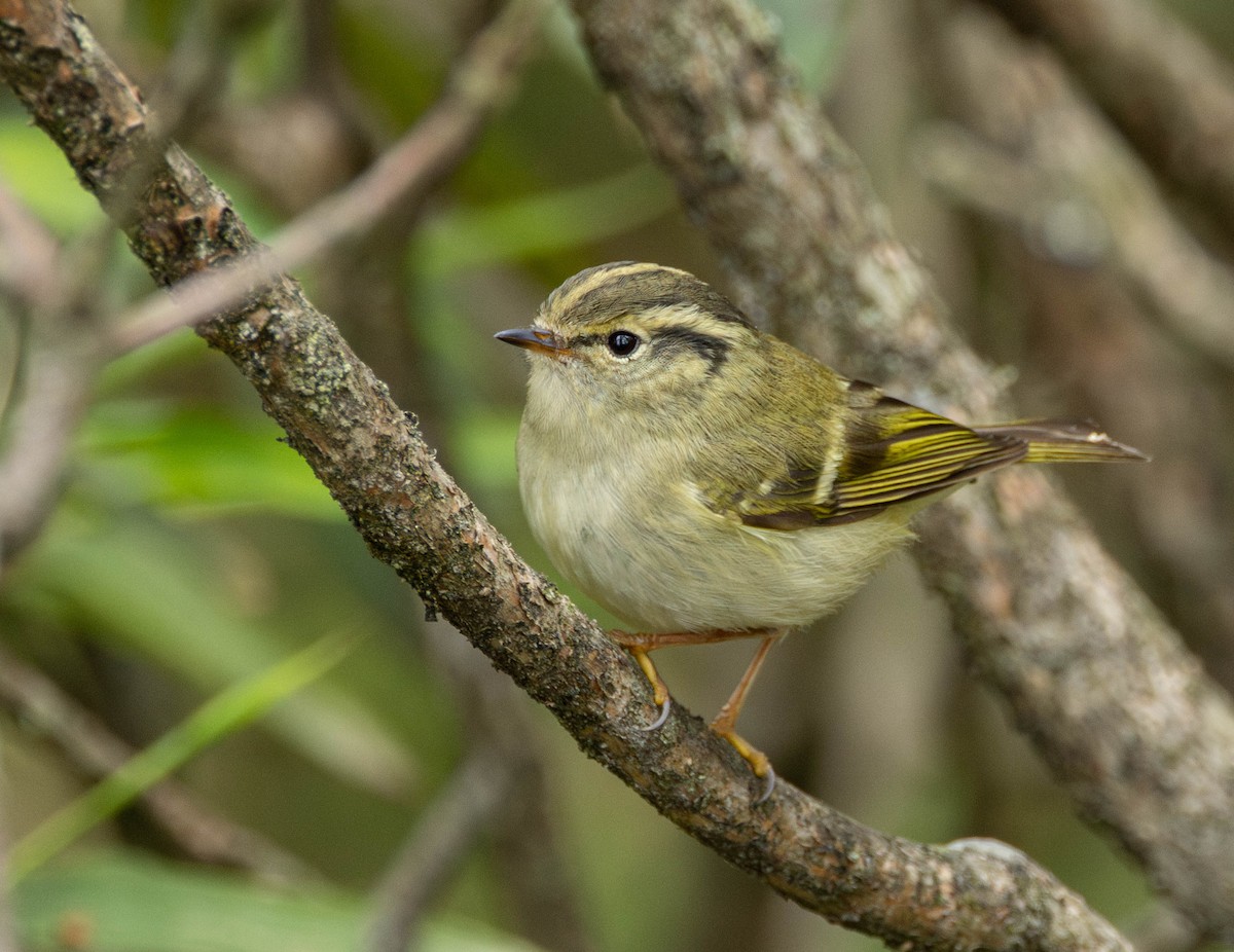 Sichuan Leaf Warbler - ML619720576