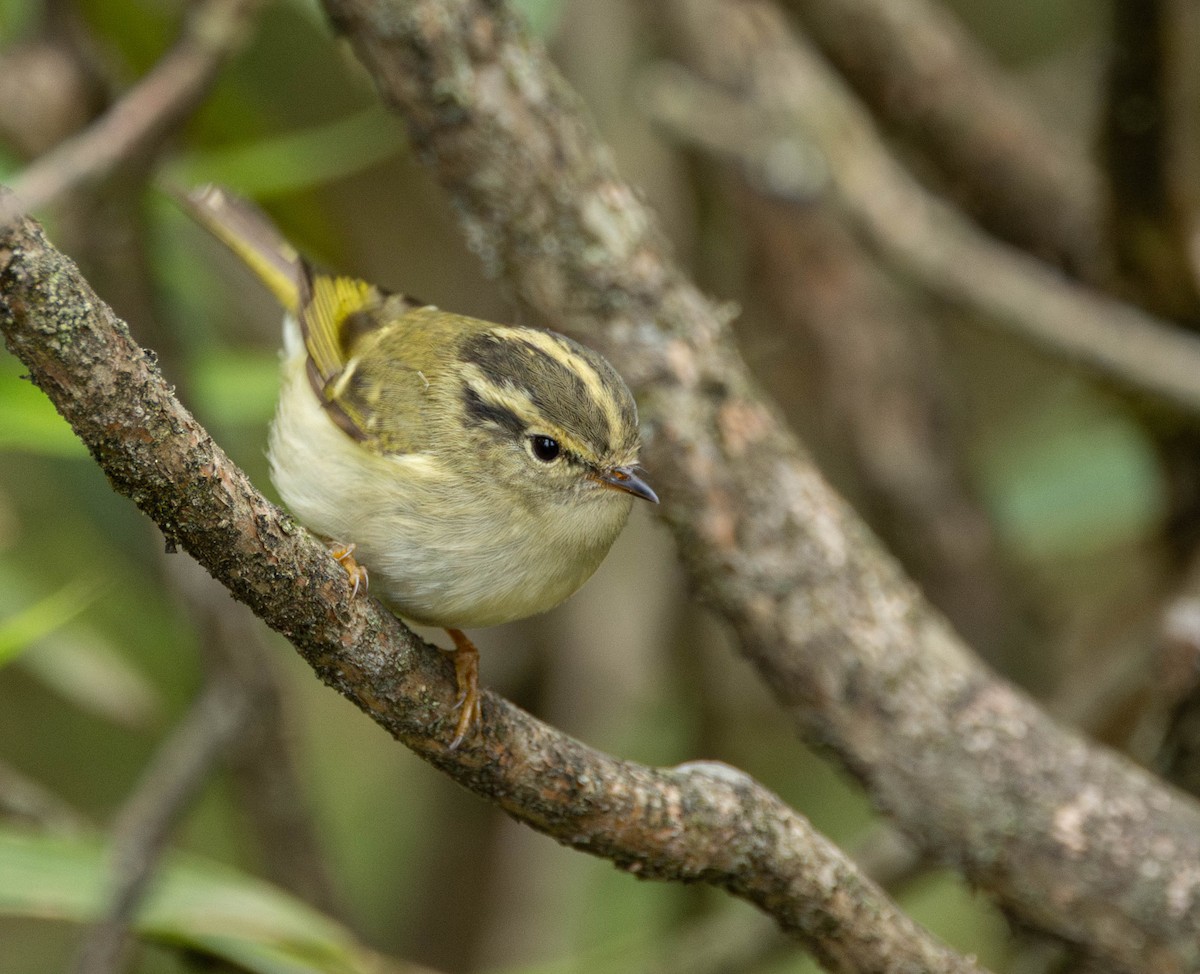 Sichuan Leaf Warbler - ML619720578