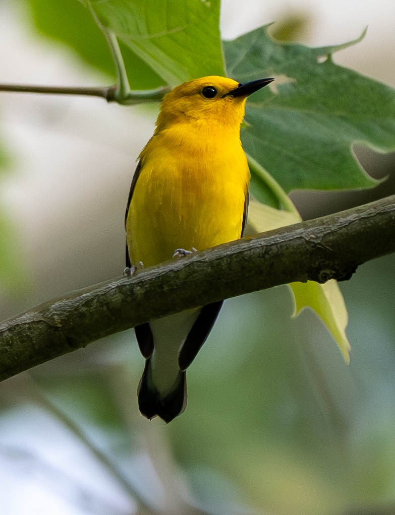 Prothonotary Warbler - ML619720582