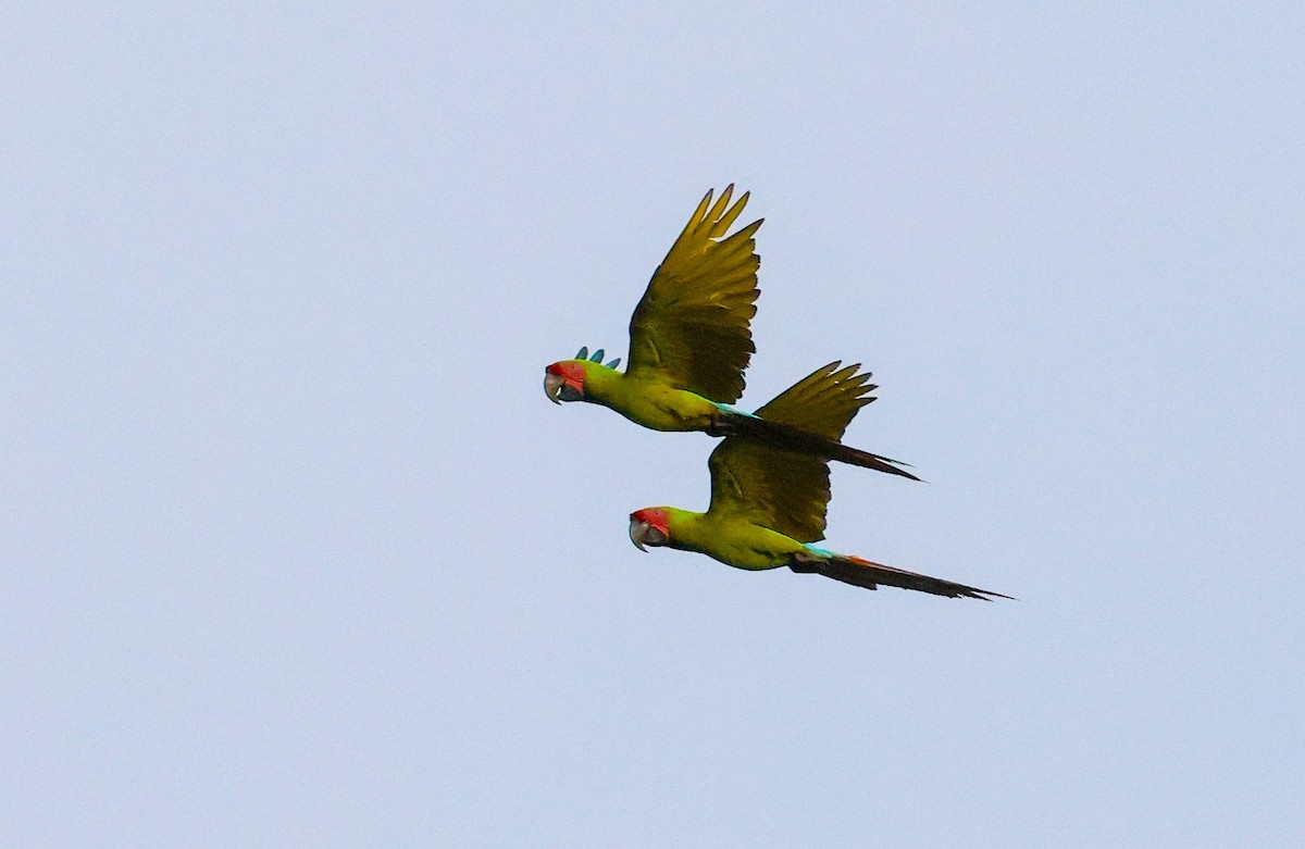 Great Green Macaw - ML619720585