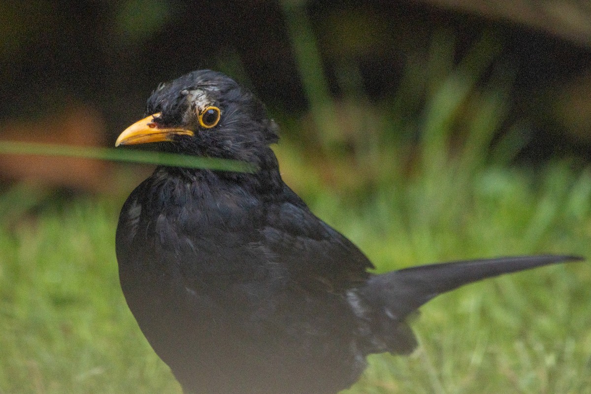 Eurasian Blackbird - ML619720594