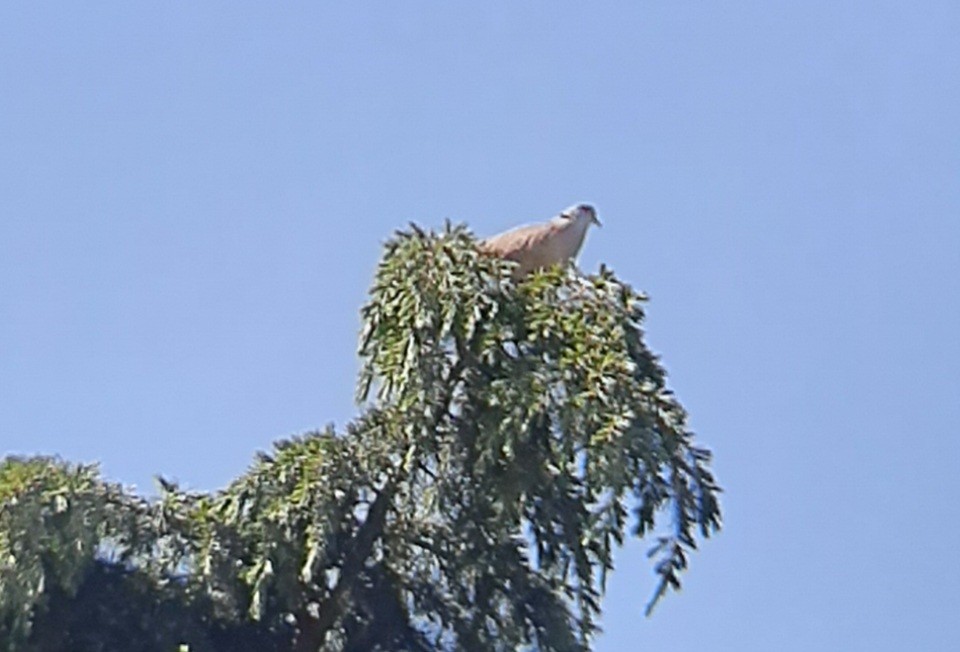 Eurasian Collared-Dove - ML619720595