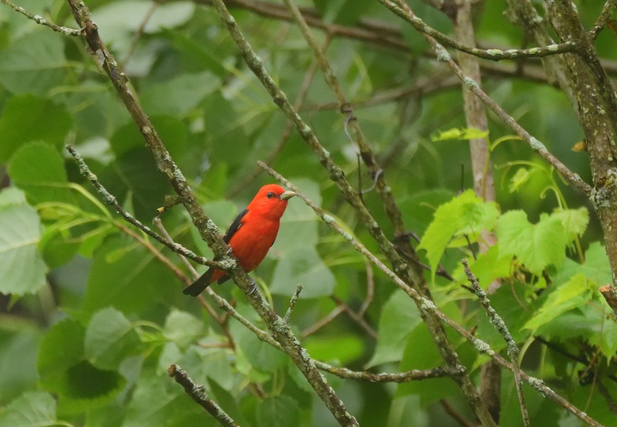 Scarlet Tanager - ML619720603