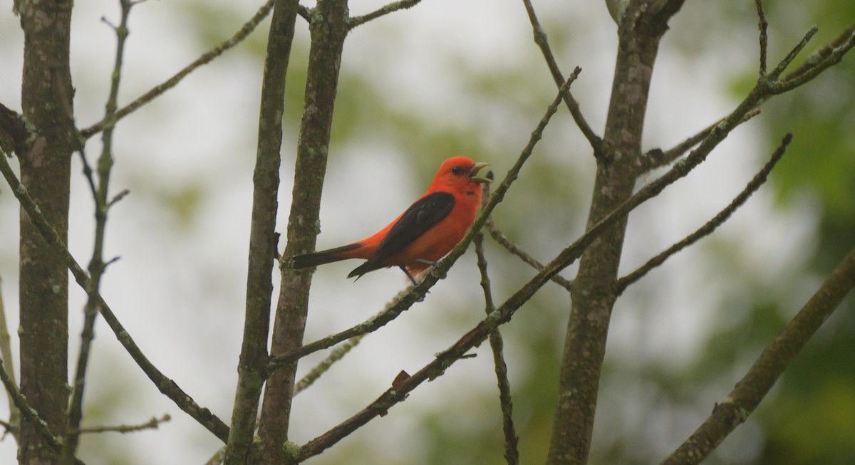 Scarlet Tanager - ML619720604